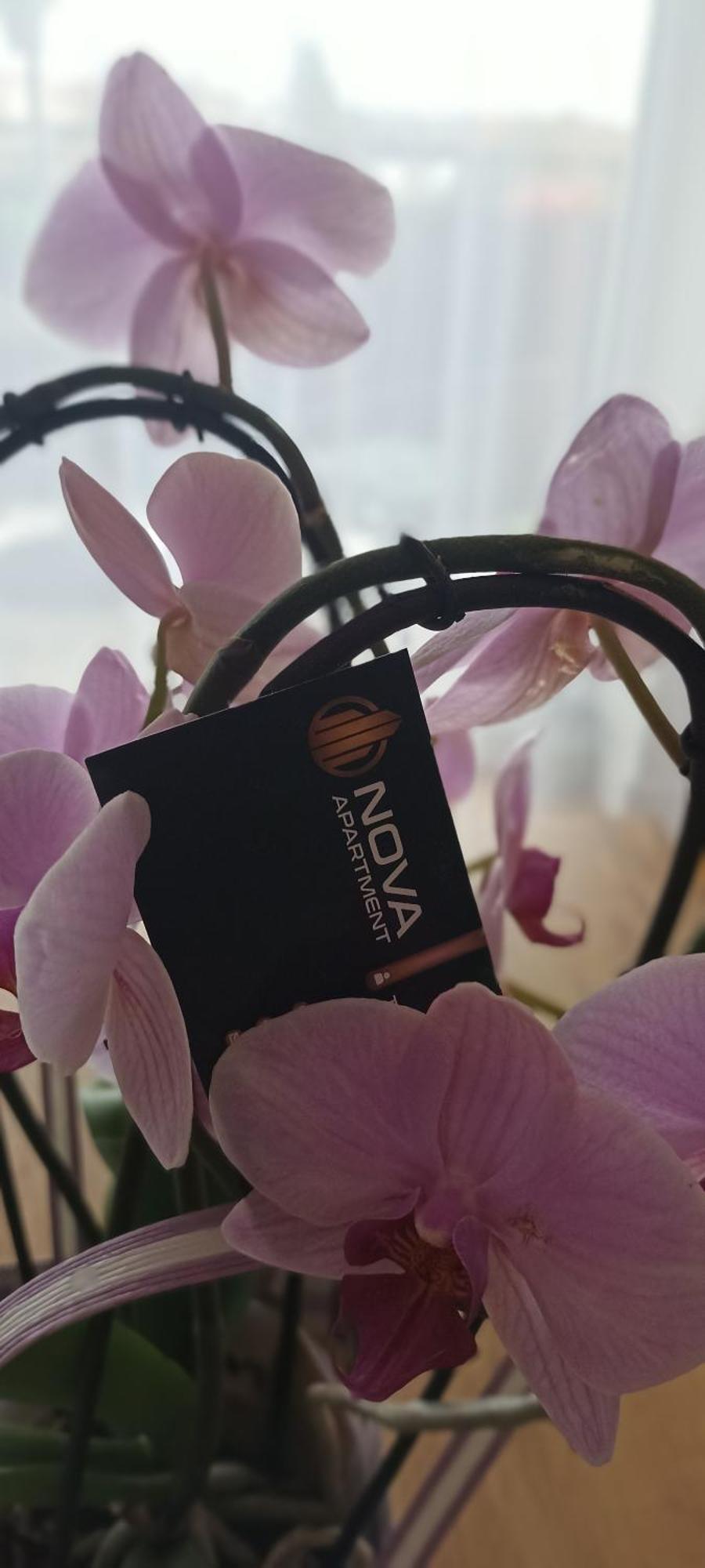 Nova Apartment サノク エクステリア 写真